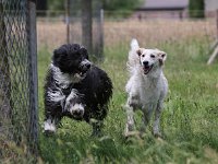 Puppys van Bliss040622-0081